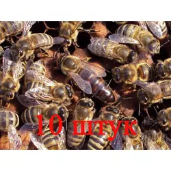 Матка породи Карніка (неплідні) — 10 бджіл-оматок 2024