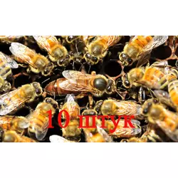 Матка Бакфаст (не плодова) — 10 бджоломаток 2024