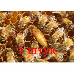 Матка Кордован (Cordovan) (не плодова) — 5 бджіломаток 2024