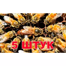 Матка Бакфаст (не плідний) - 5 бджоломаток