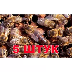 Матка породи Карника (не плодові) - 5 бджоломаток