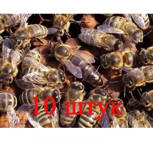 Матка породи Карника (не плодові) - 10 бджоломаток