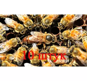 Матка Бакфаст (не плідний) – 10 бджоломаток