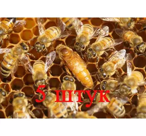 Матка Кордован (Cordovan) (не плідний) – 5 бджоломаток