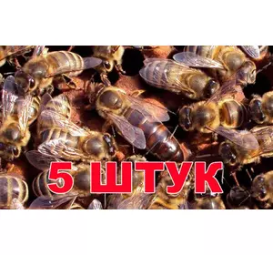 Матка породи Карника (не плодові) - 5 бджоломаток